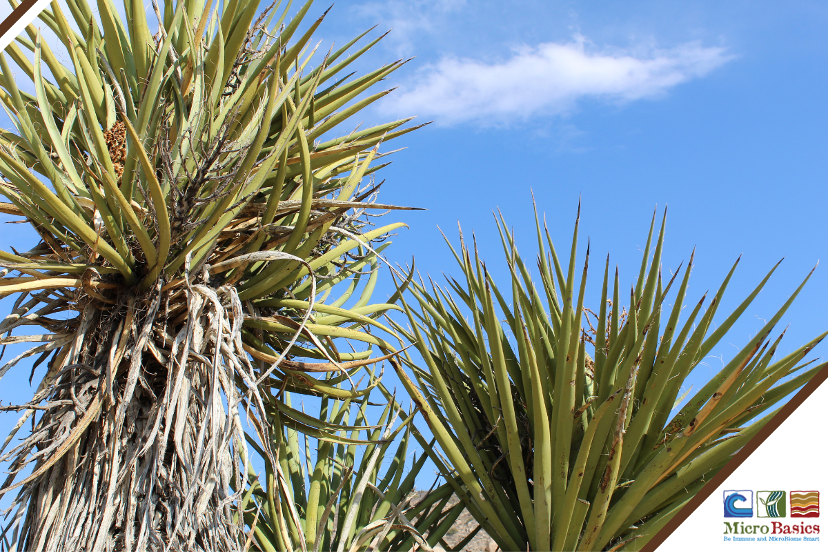 Benefits of Feed Supplementation of Yucca Schidigera