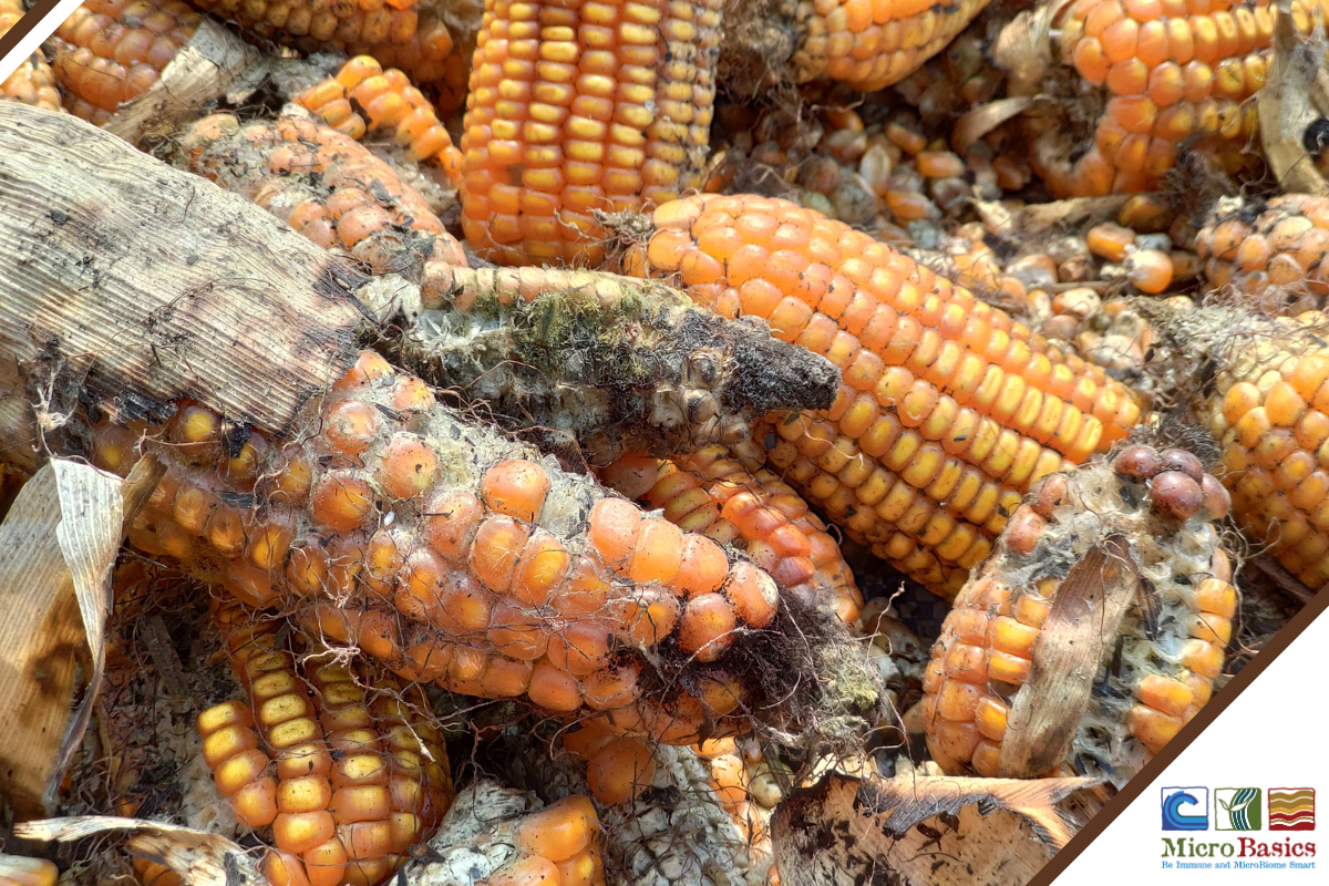 Managing Biotoxins - Aflatoxin