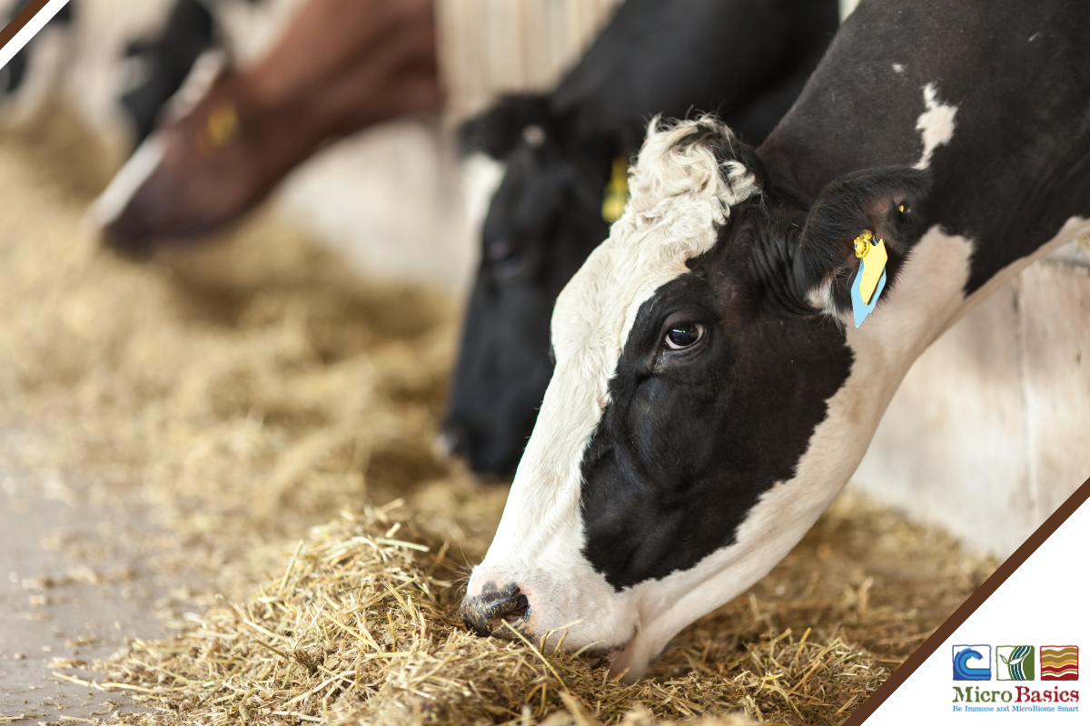 Managing Methane Production With Feed Additives