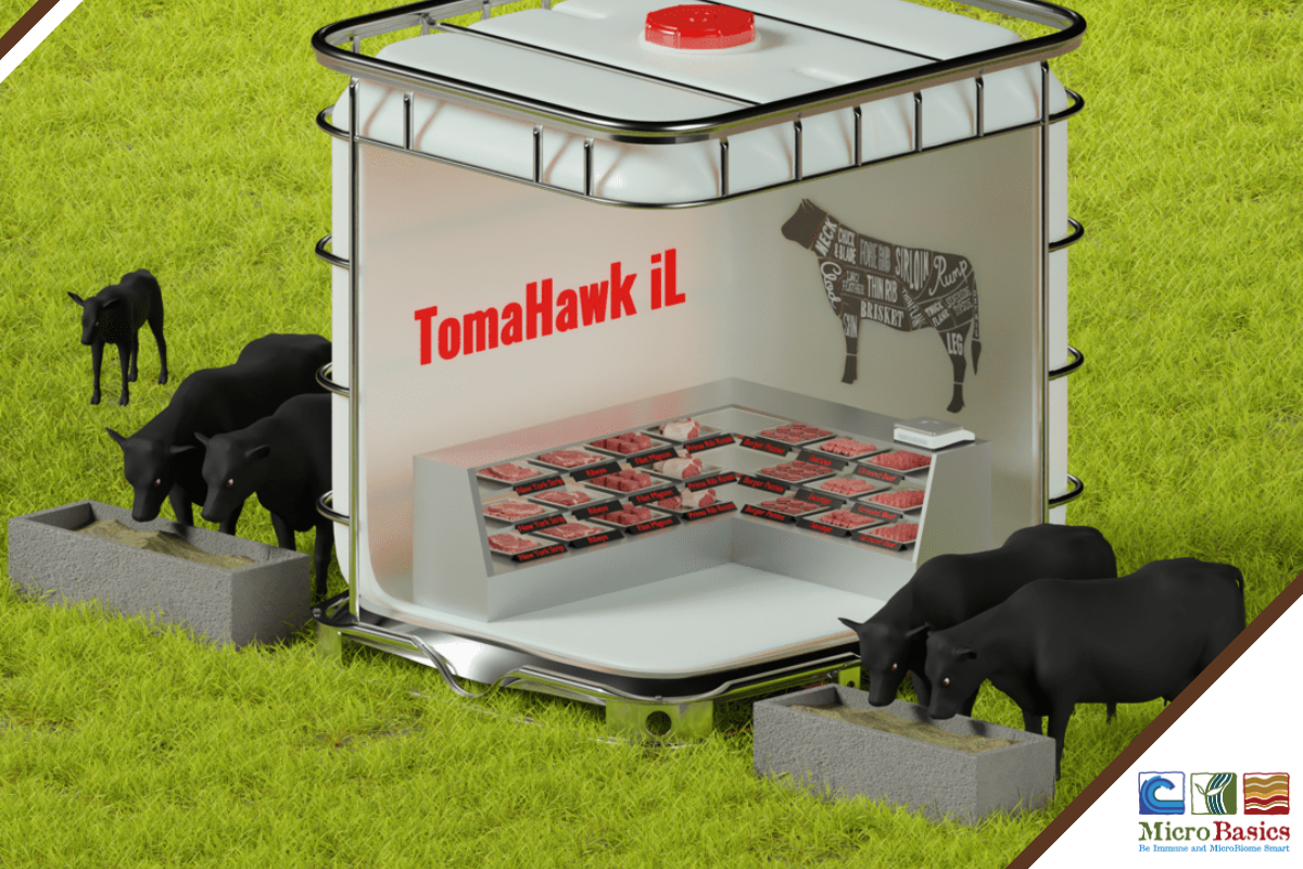 Raising Quality Beef