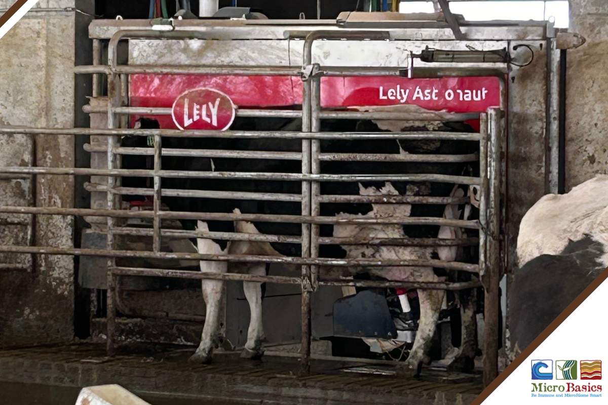Tour of Creekside Robotic Dairy