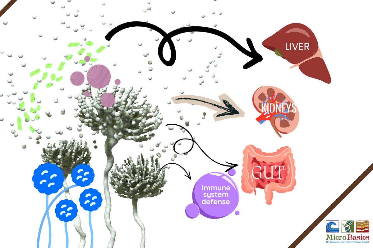 What Are Mycotoxins and How Mycotoxins Harm Animals
