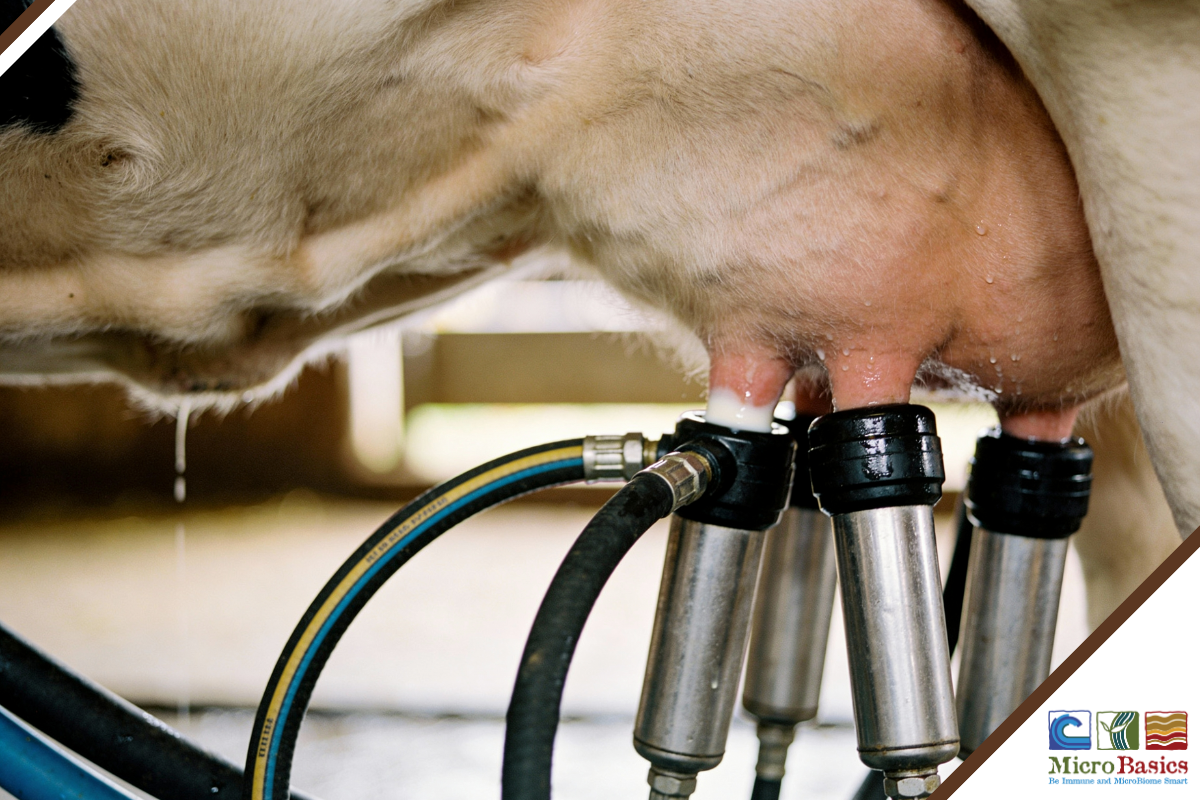 5 Must-Know Facts About Somatic Cell Count