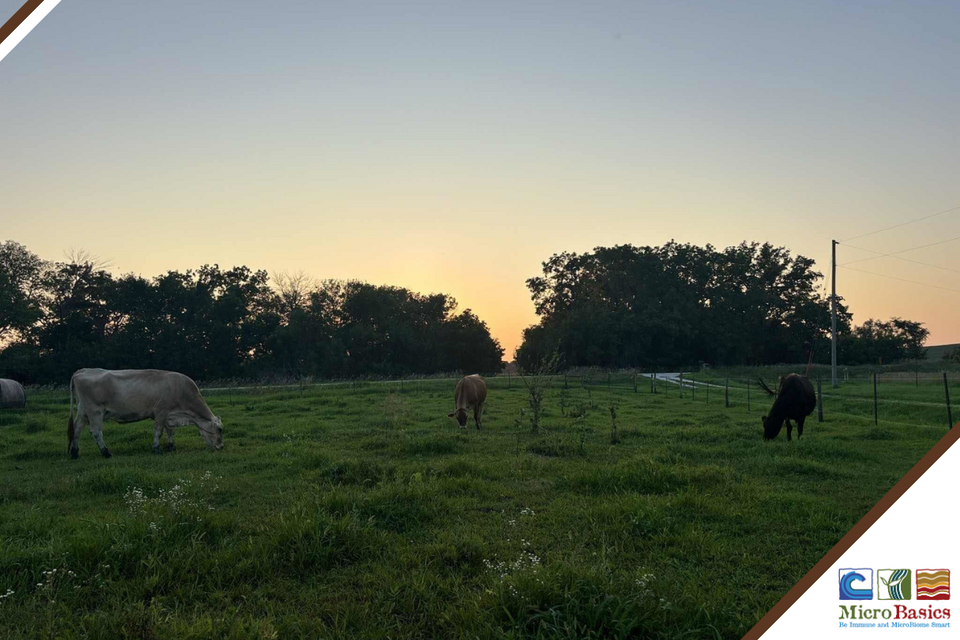 Family Cow to Micro Dairy - Interview with Catie Thomas