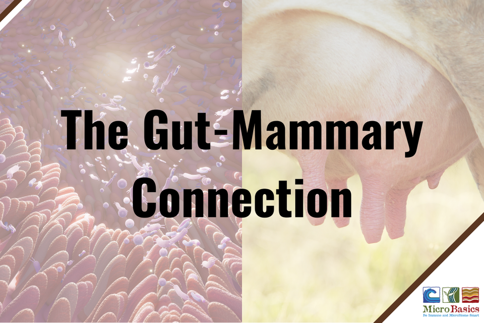 Gut-Organ Axes: The Gut-Mammary Connection