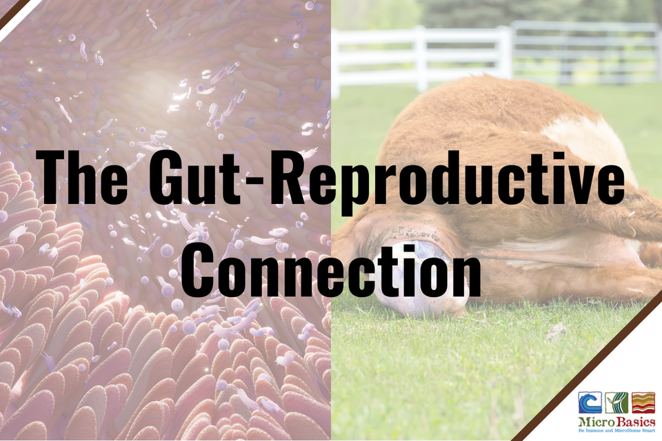 Gut-Organ Axes: The Gut-Reproductive Connection