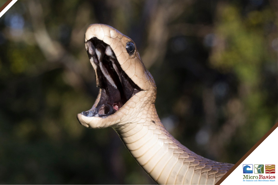 Heavy Metals, Animal Feed, and the Black Mamba Connection