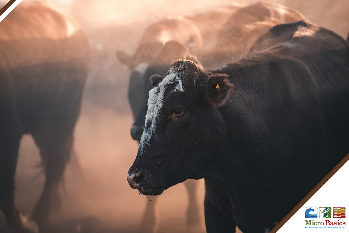 Improving Feeder Cattle Profitability in Modern Markets