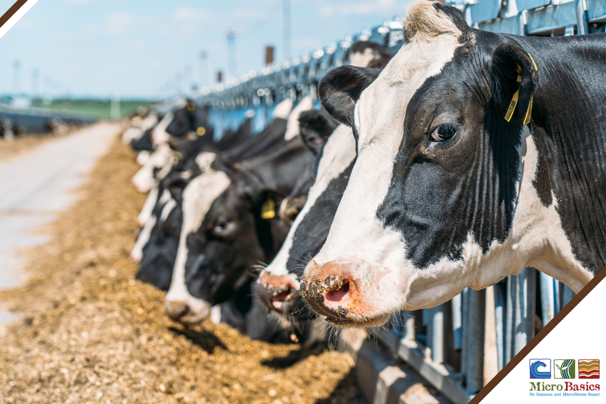 Mycotoxins: The Unseen Adulterator