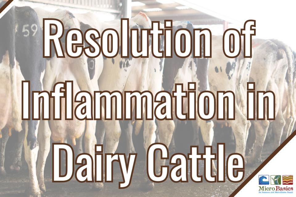 Resolution of Inflammation in Dairy Cattle
