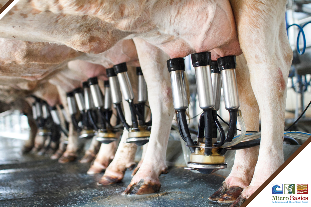 The 5 Phases of Lactation