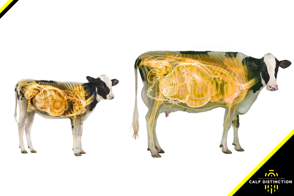 The Transformation from Monogastric to Ruminant