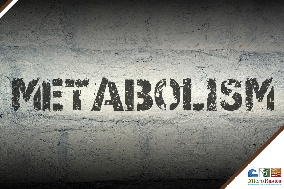 Unlocking the Power of Metabolic Flexibility