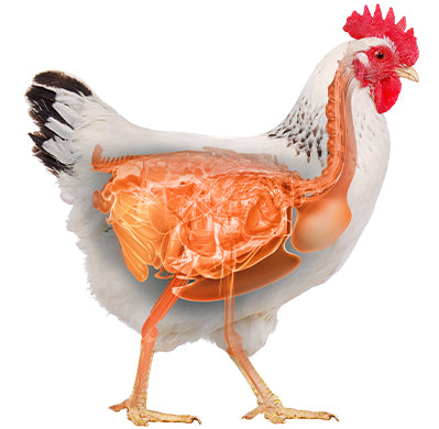Poultry Distinction