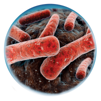 Bacillus Strains